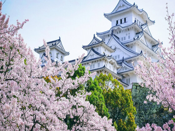 【Gorgeous Cherry Blossoms Tours】Kansai-Osaka
